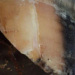 Hoof Crack