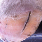 Hoof Crack