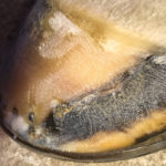 Hoof Crack