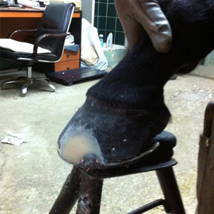 Hoof Crack Video
